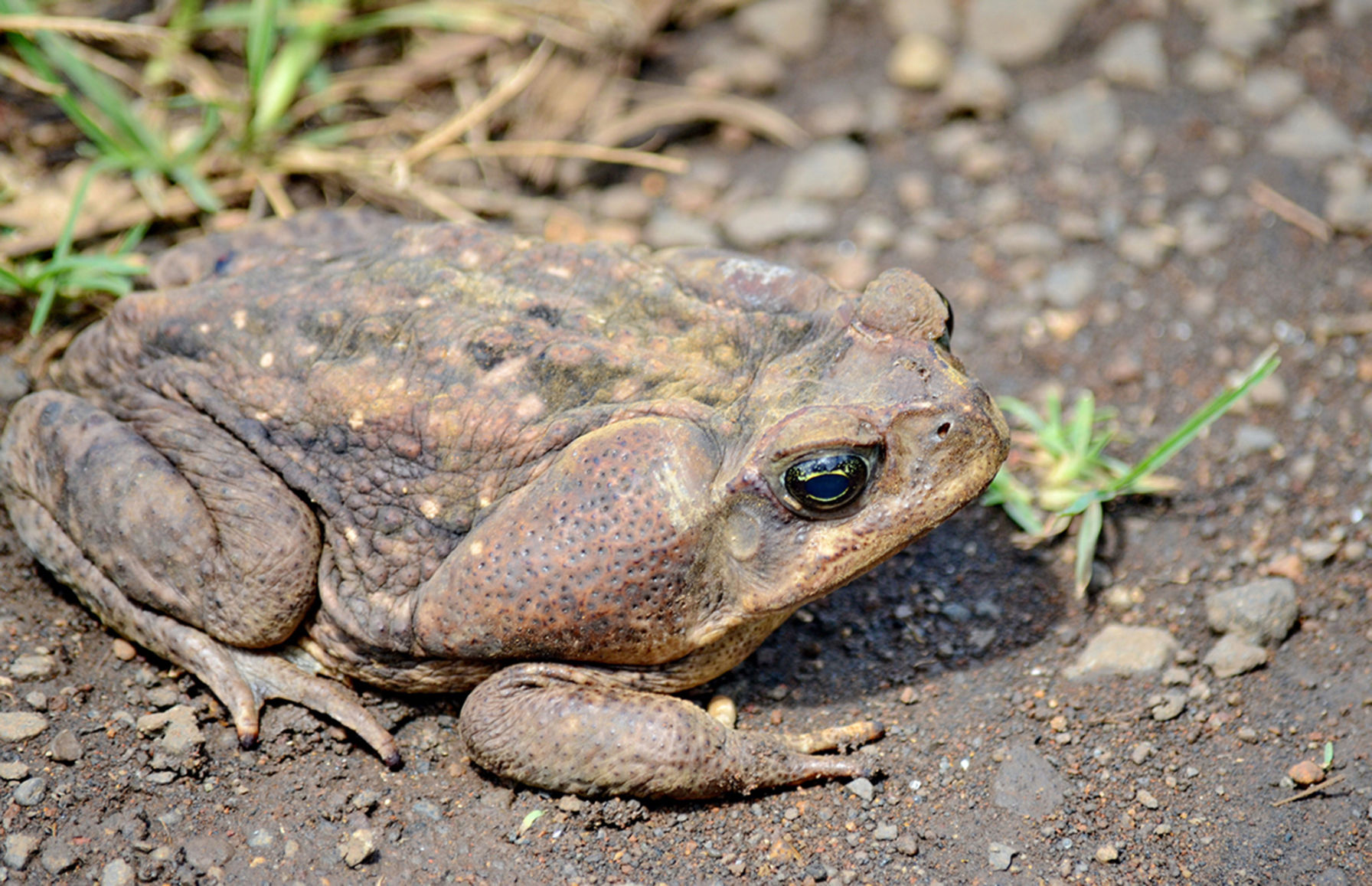 Cane Toad